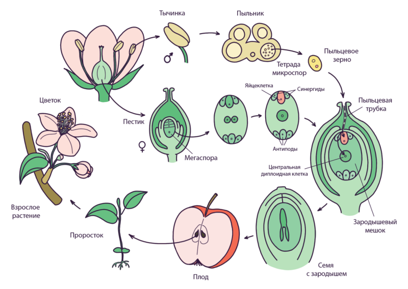 Cooked -seeding cycle