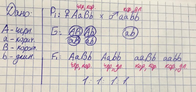 In dogs, the black color of the wool dominates the brown