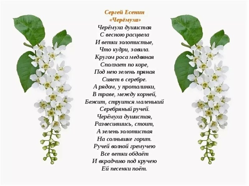 Yesenin is a fragrant bird cherry