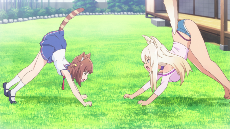 Foast Paradise / Nekopara (2020) anime