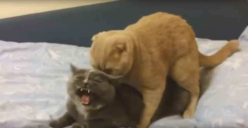 Passionate kiss on the lips GIF