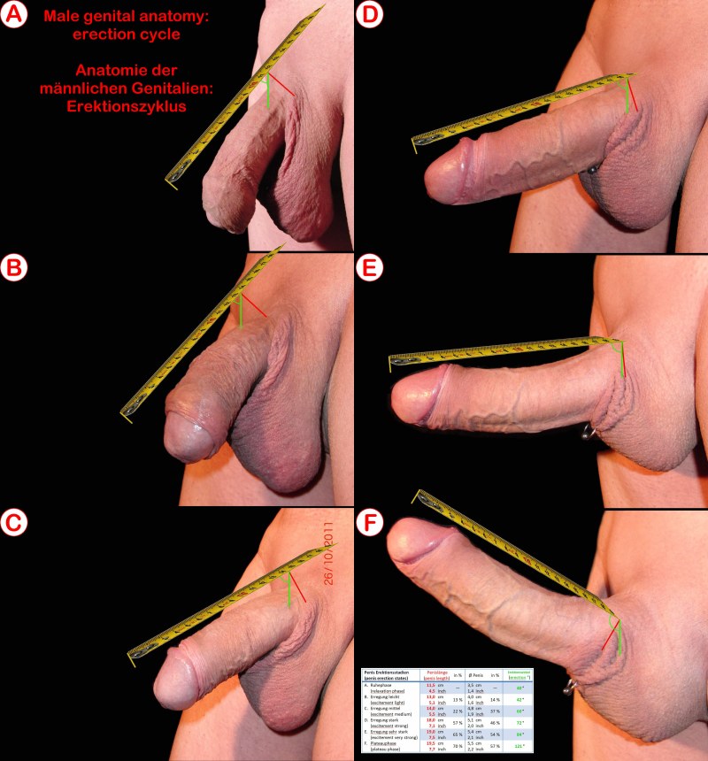 Naked BodyBuilders Male Models Dick member