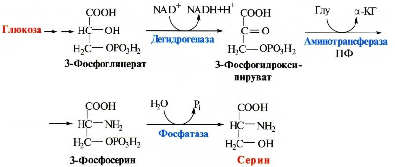 Glucose synthesis reactions