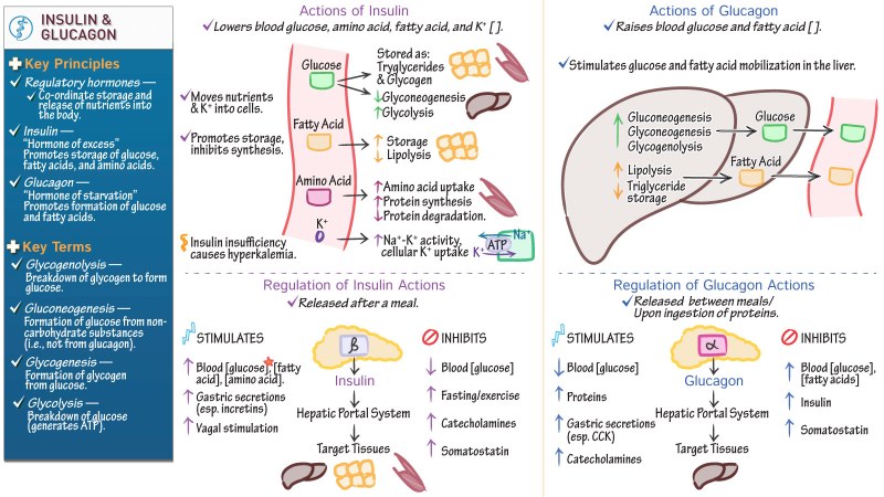 The ratio of insulin glucagon