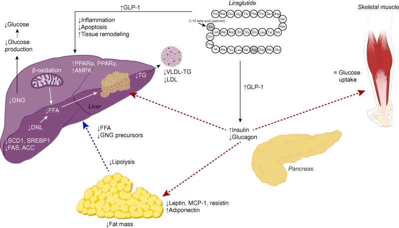 Glucagon-Peptide-1 (GLP-1) hormone picture