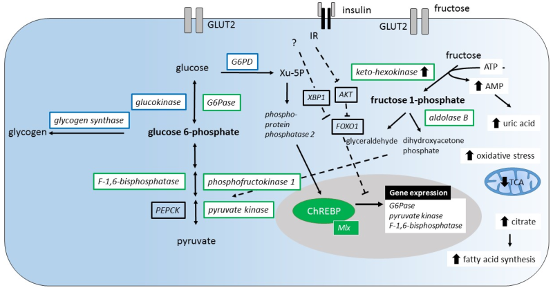B Cell SecRecin of Insulin