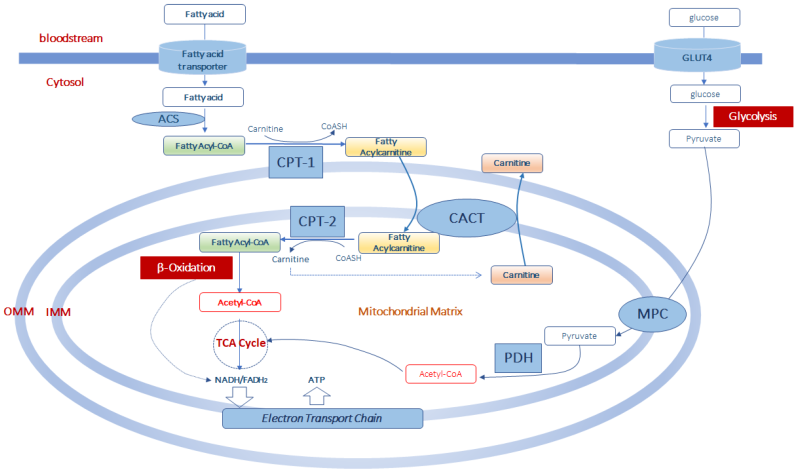 Foreering crosses of bees