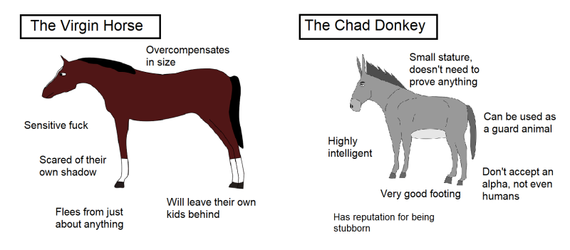 The donkey GIGA CHAD
