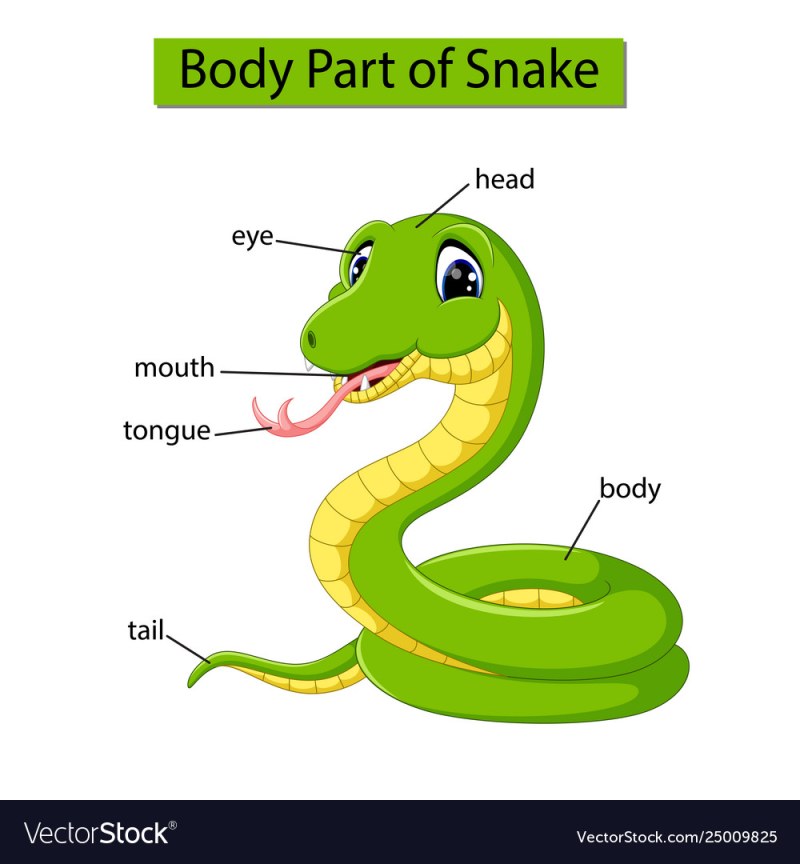 Parts of the body of a snake for children