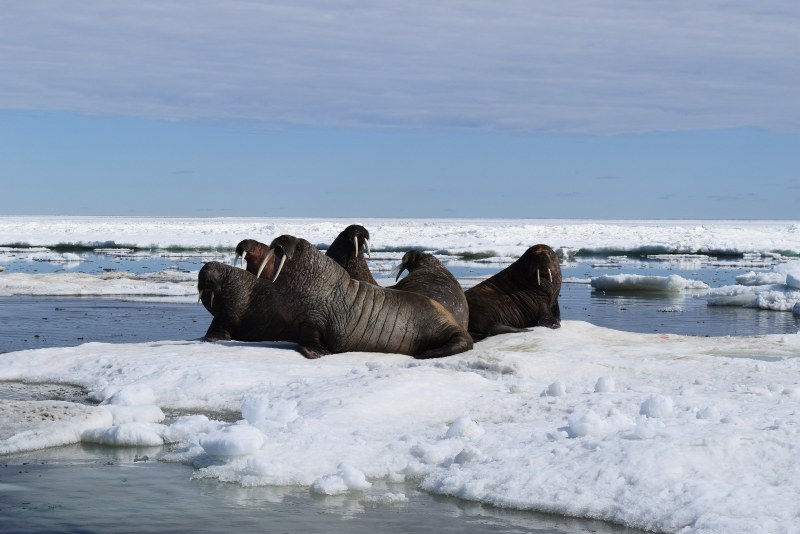 NN-DF383BZPE (inverter)