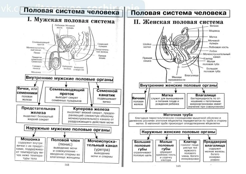 The structure of the human reproductive system