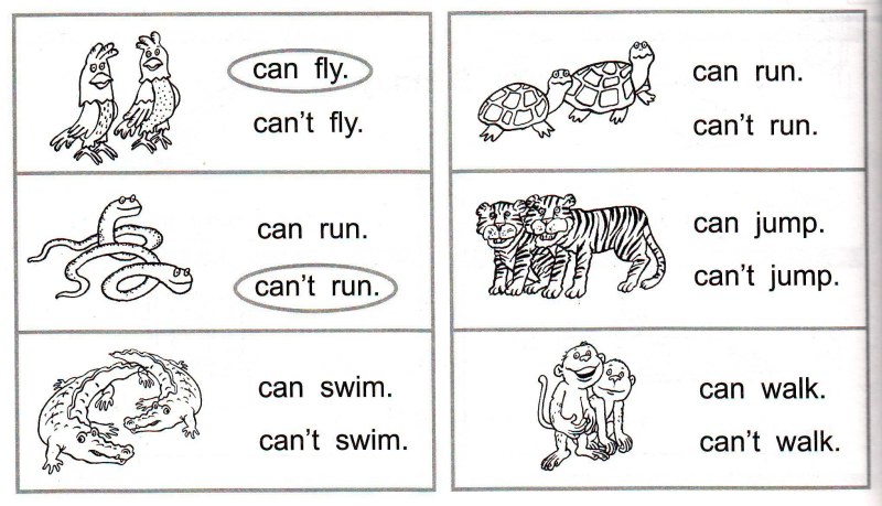 Exercises for Can 2 Grade English