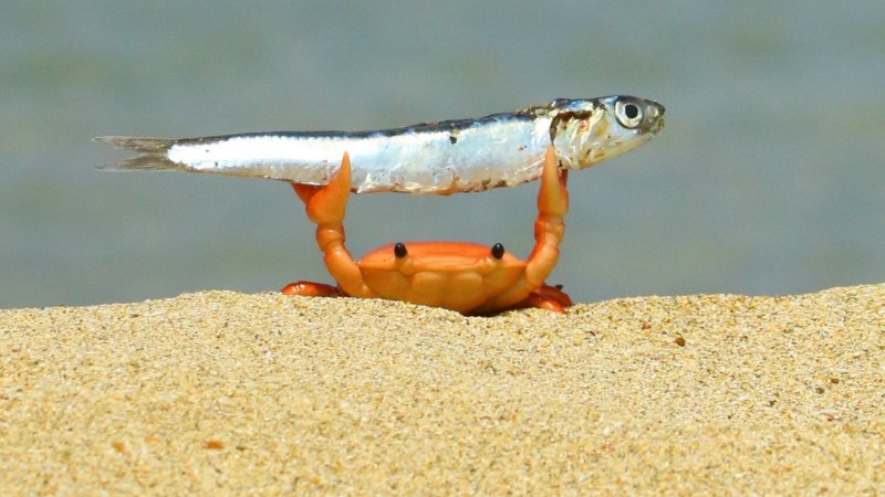 Crab with fish in claws