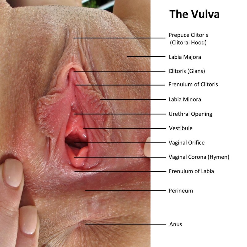 Hentai Unbirthing Internet Destroyed