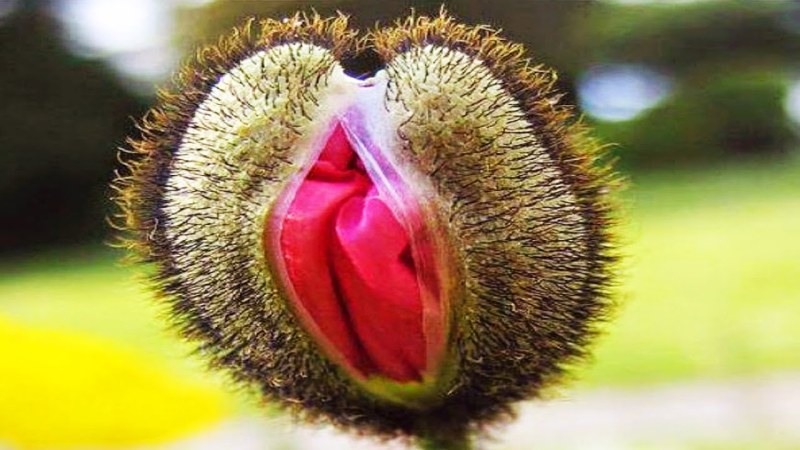 Flowers similar to female genital organs