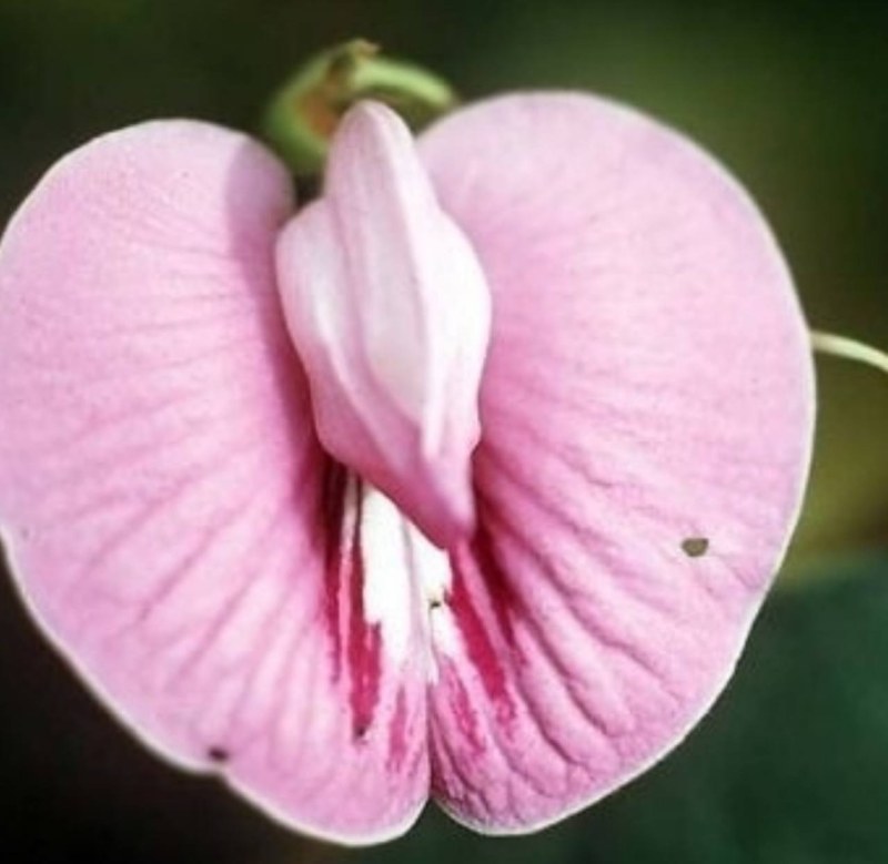 Georgia o'kiff scandalous paintings