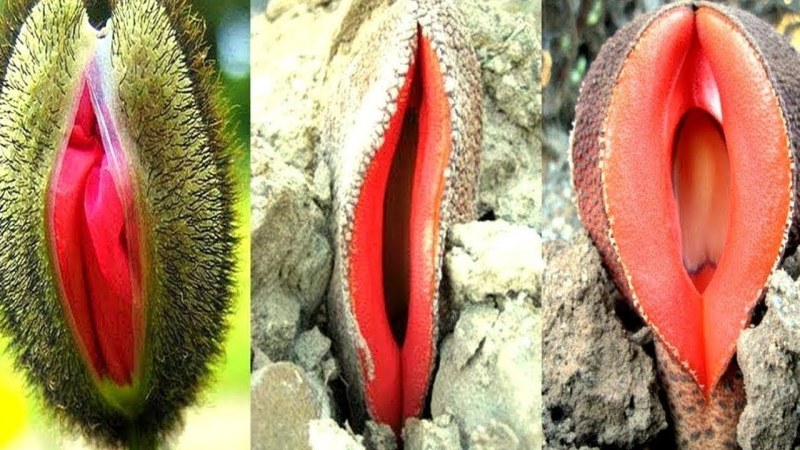 Flower similar to female organs