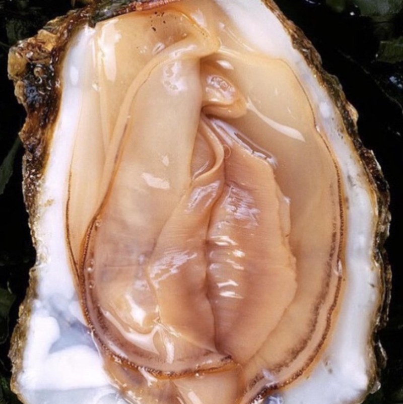 Oyster is like female organs