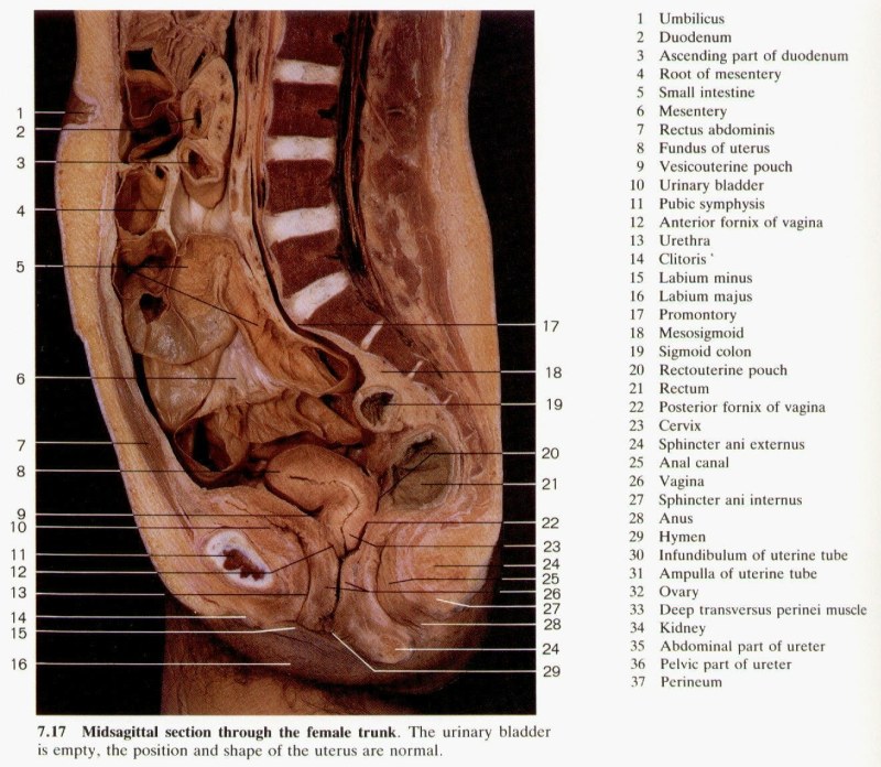 Vagina in the form of flowers