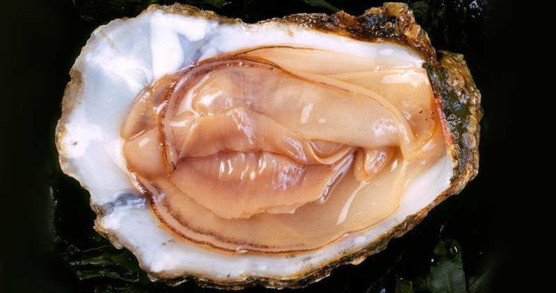 Oysters similar to female