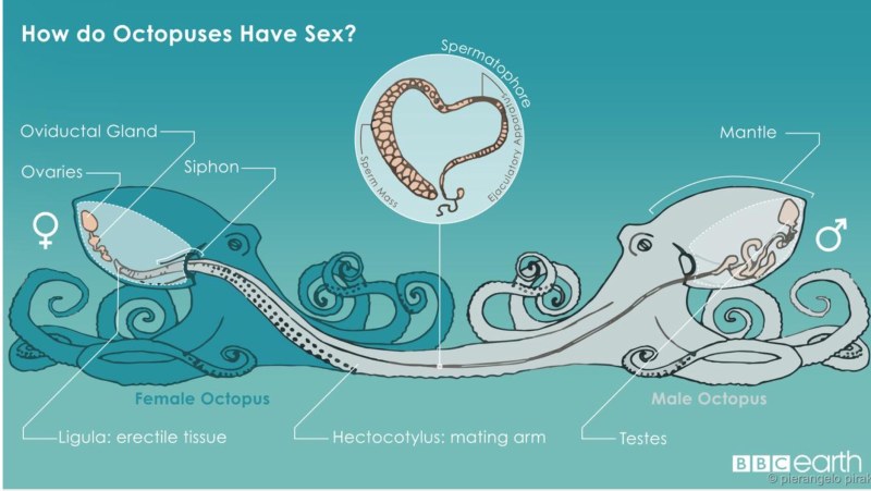 Propagation of the octopus scheme