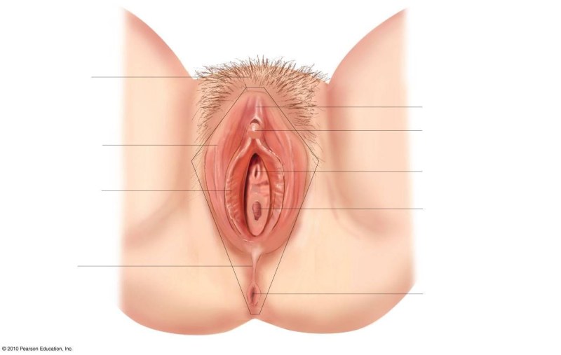 The structure of the female vagina