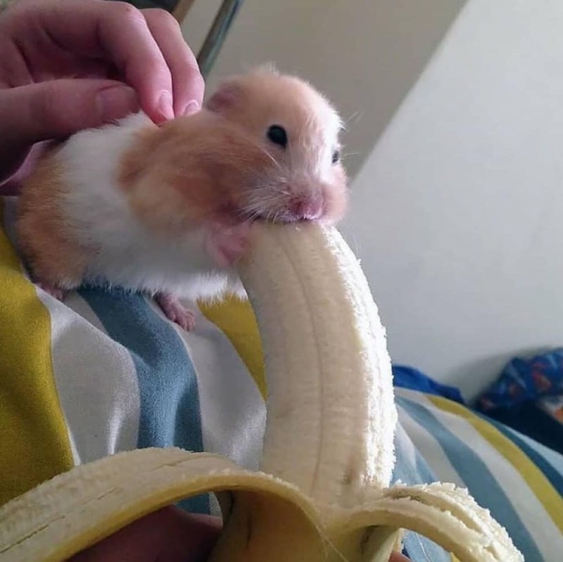 Hamster is a big banana