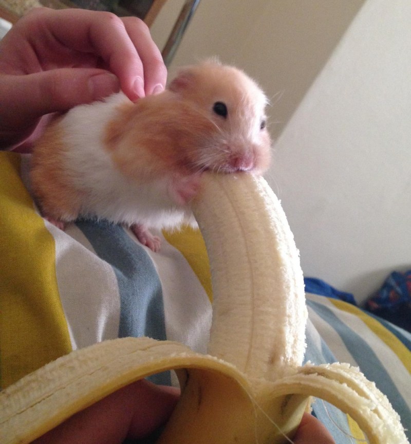 The hamster eats a banana