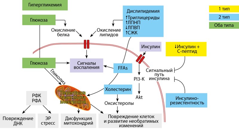 The mechanism of development of diabetes of the 1st type of biochemistry