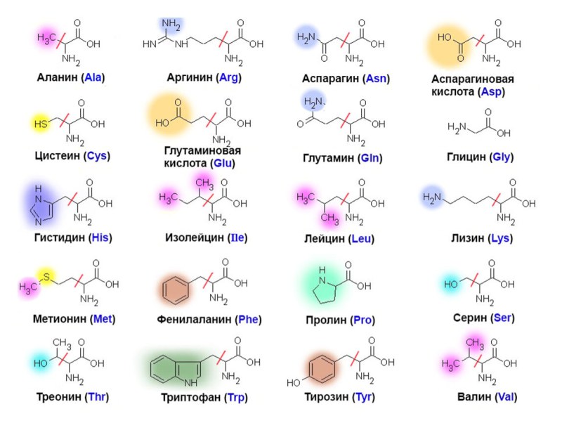 20 essential amino acids formula table