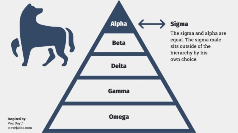 Hierarchy of wolves Alfa Beta