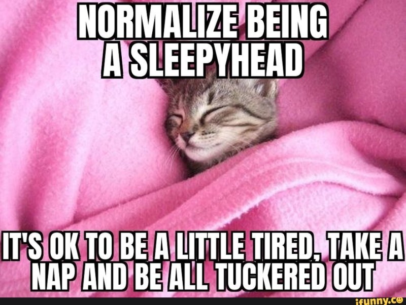 Tired kitten meme
