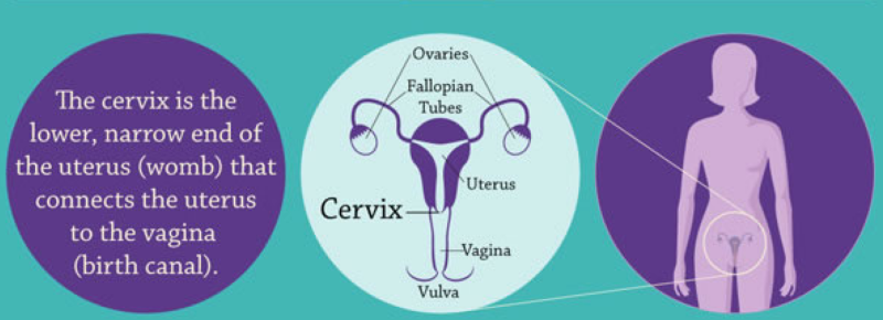 A woman of lesbian age