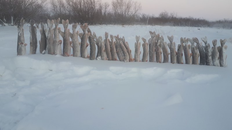 Hunting in the Arctic Spring 2017 NAO