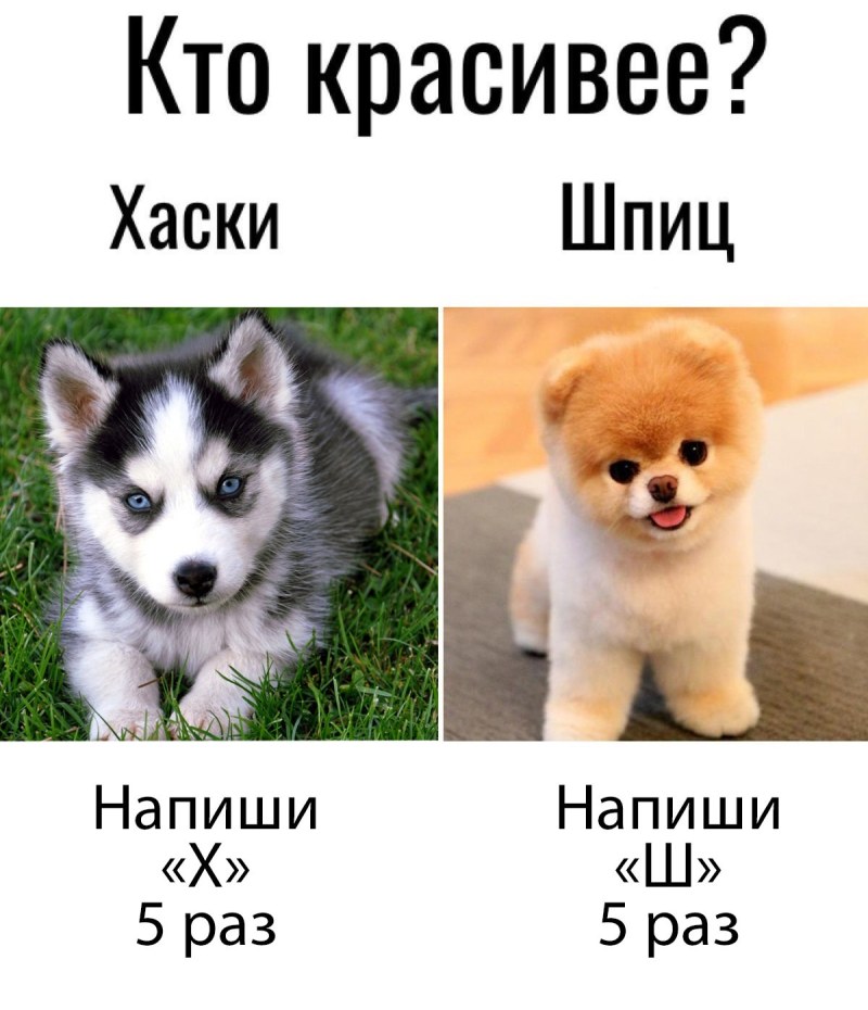 Spitz and Husky similarities