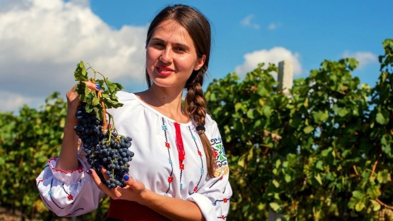 Moldavian collects grapes