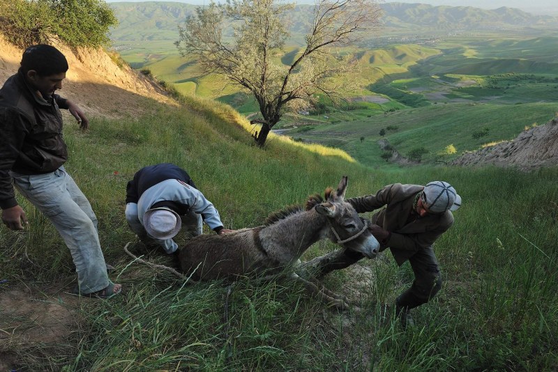 Tajikistan shepherd