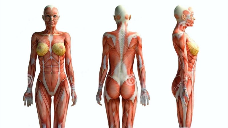 Anatomy of the female body
