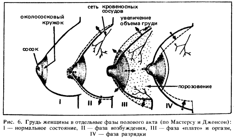 Female physiology of excitement