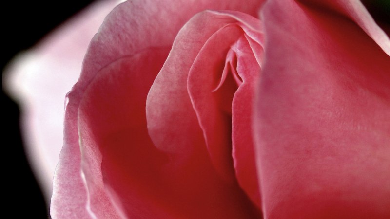 Flower similar to female organs
