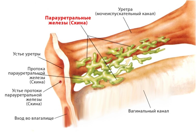 Vector images of the vagina