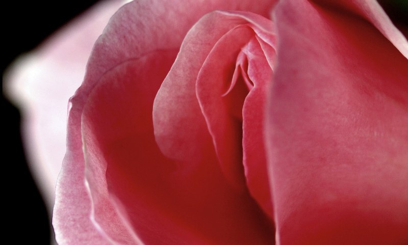 Beautiful vagina of girls