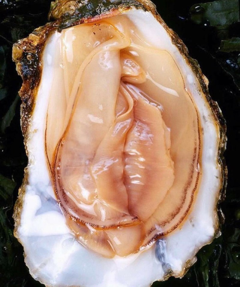 Grapefruit similar to a vagina