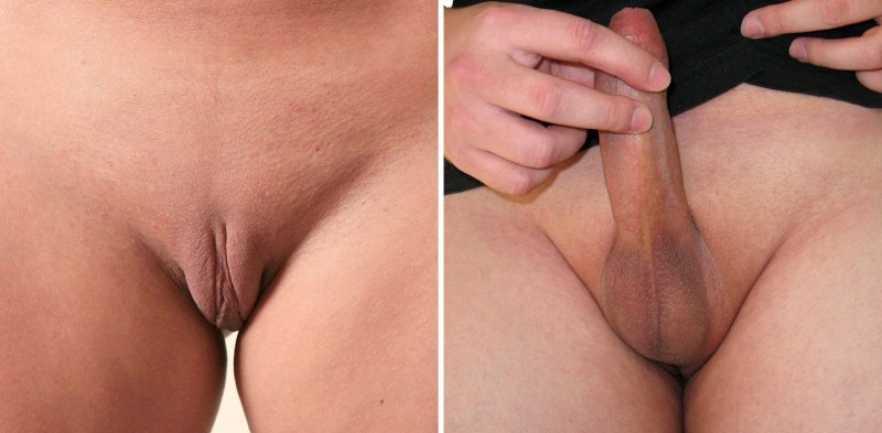 Male and female genitals